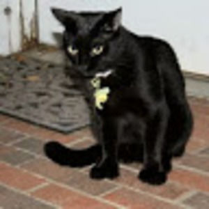 Meet your Posher, Joey